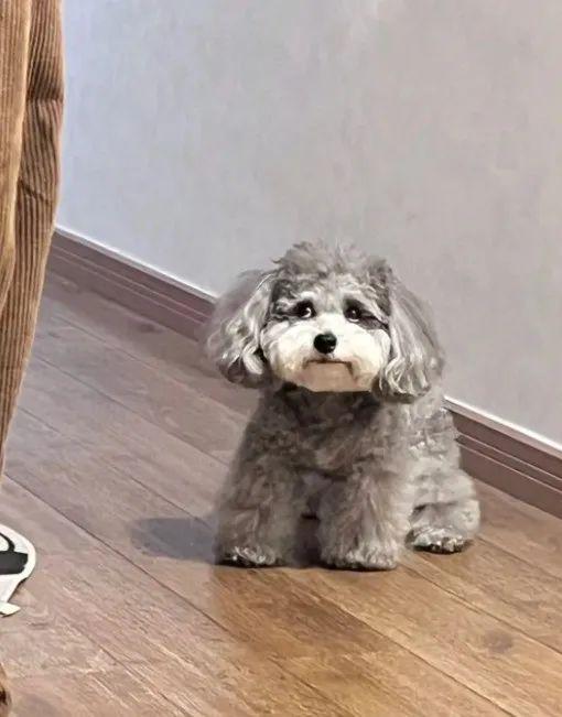 海会配资 妹子和男友分手了，男友收拾行李要走时，狗子的表情…哭死！